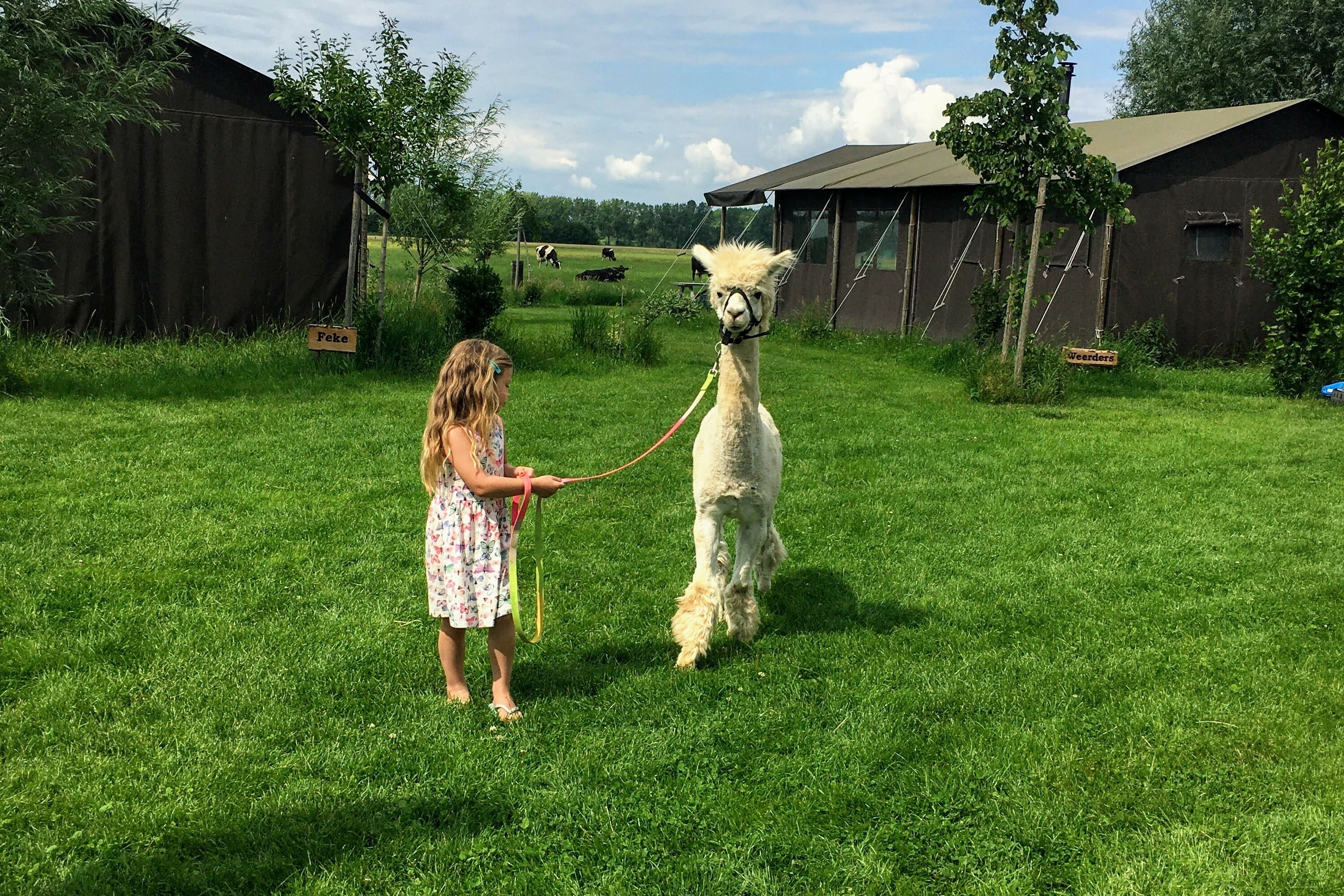 Alpaca wandelen