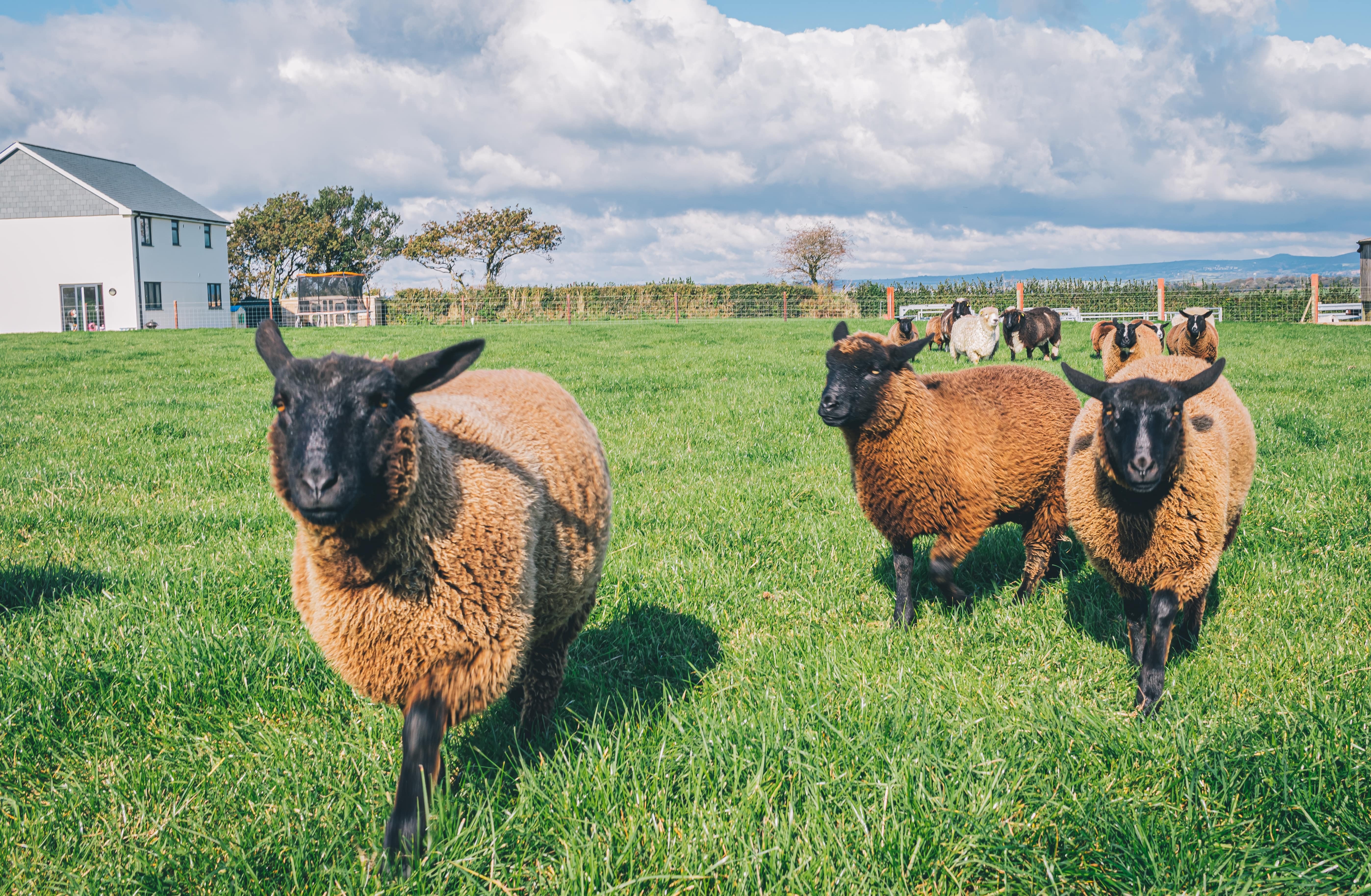 Schapen in weide