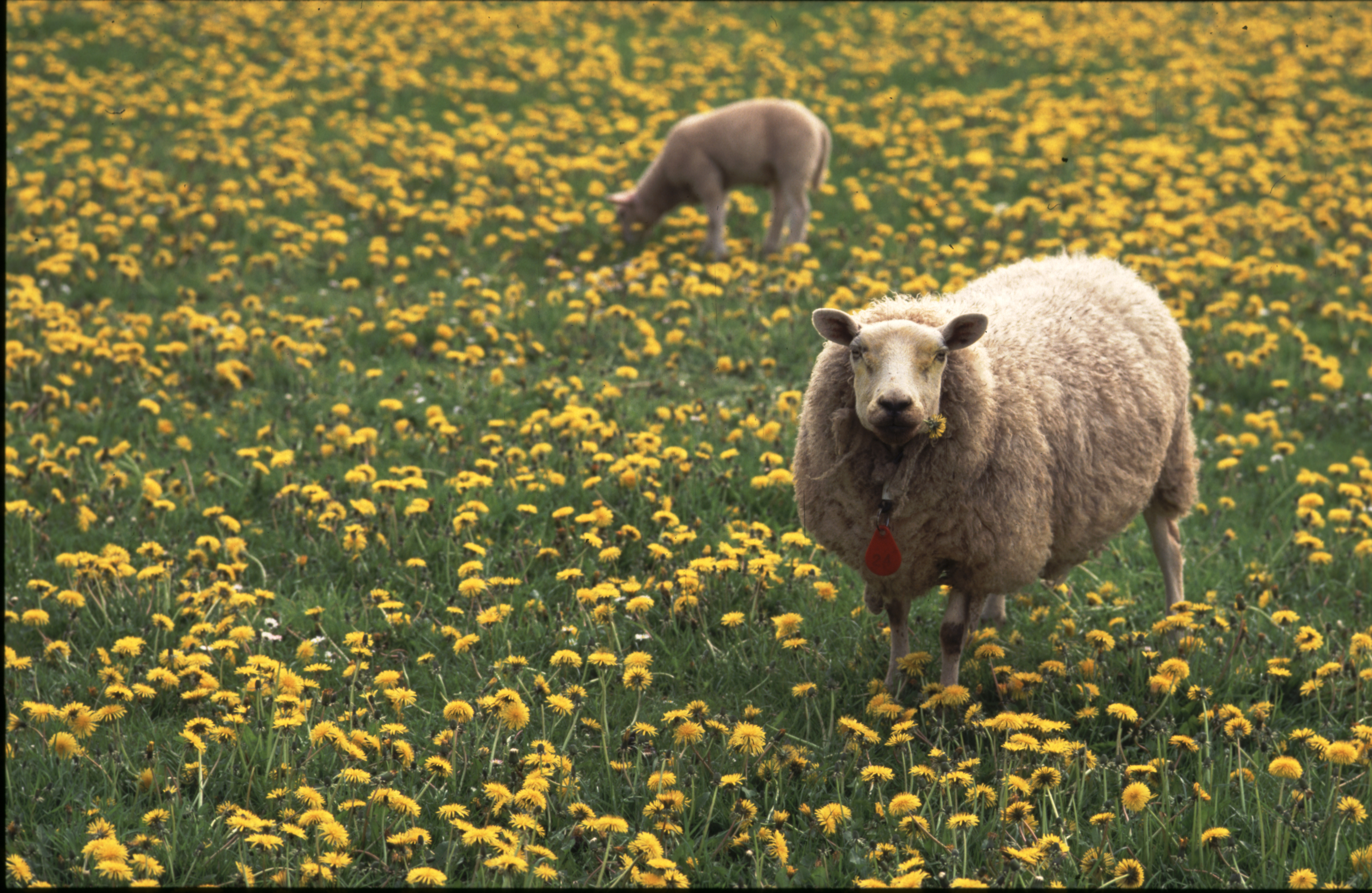 Schaap in bloemenweide