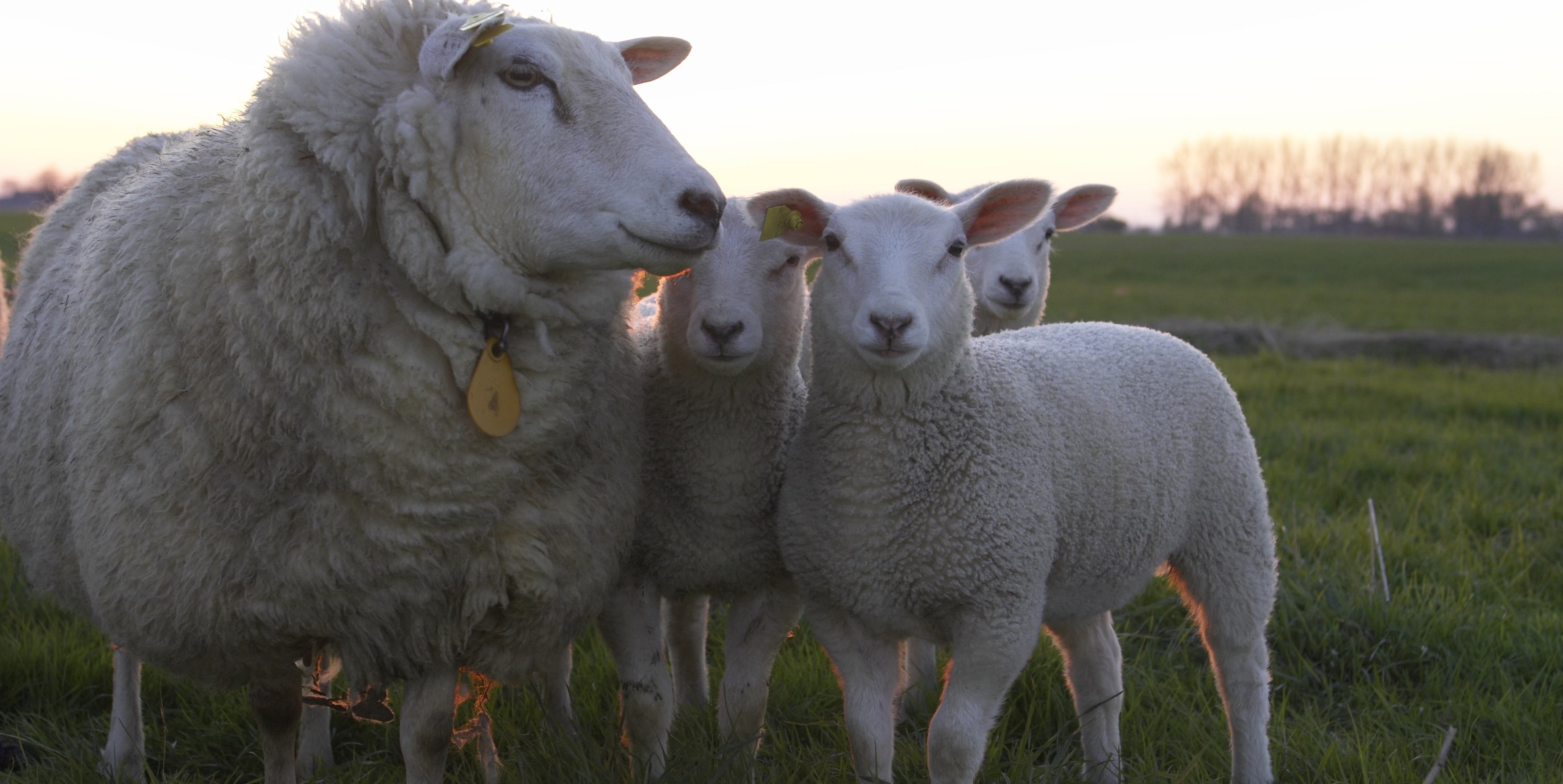 Schaap en lammetjes