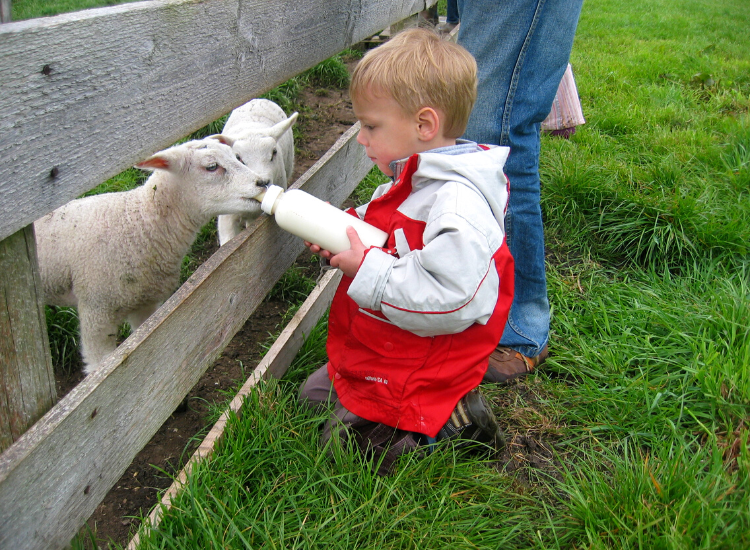 Feeding sheep