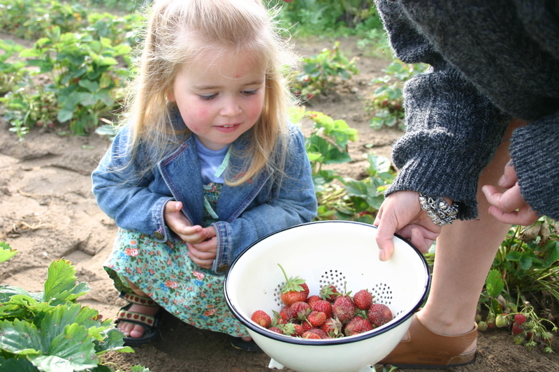 Strawberries