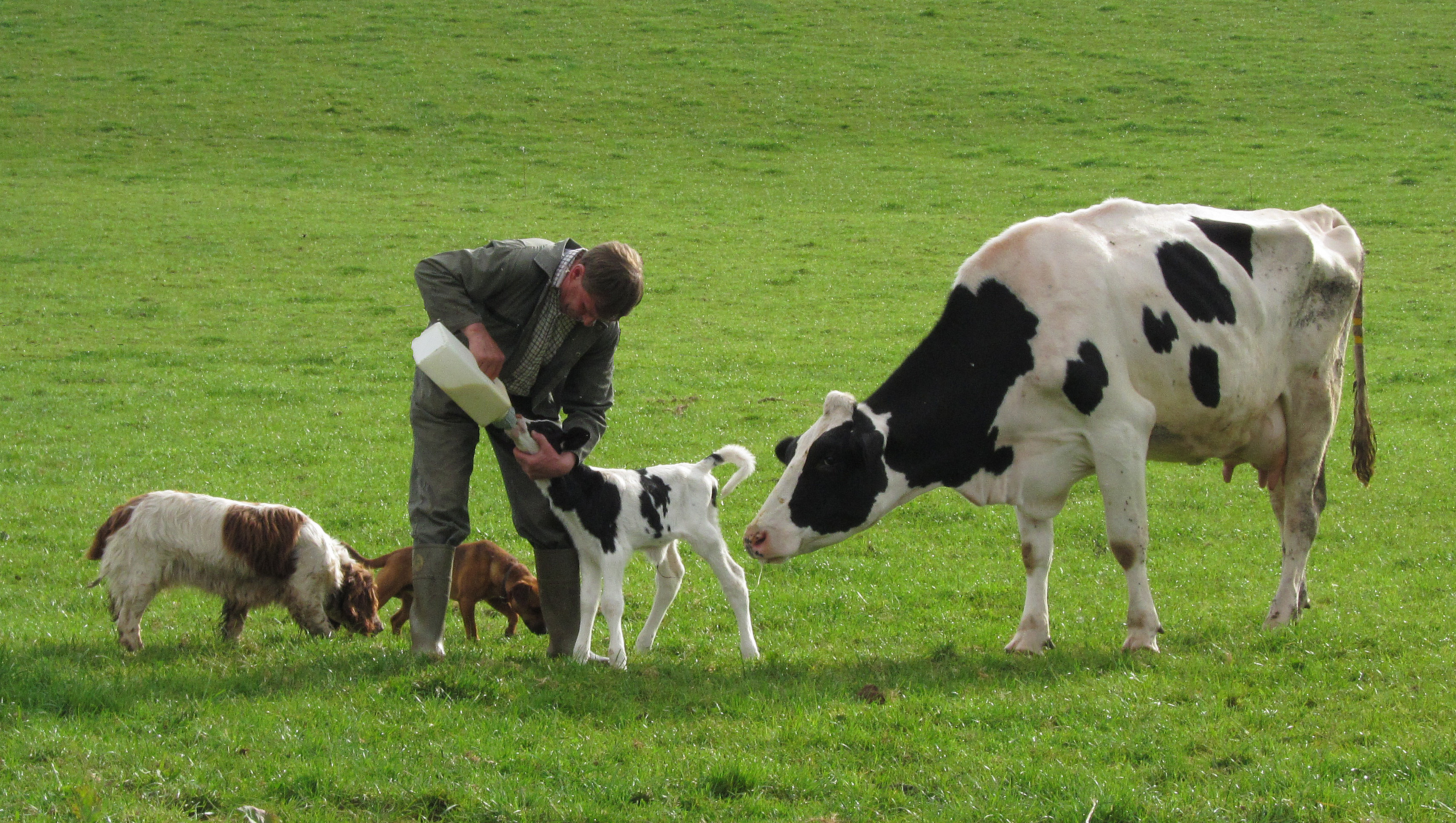 Boer geeft kalf eten