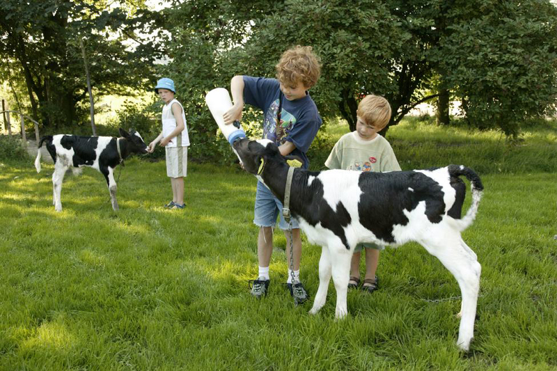 Kids and cows